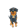 Rottweiler hunde bilder
