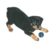 Rottweiler hunde bilder