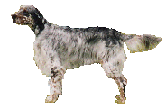 Setter hunde bilder