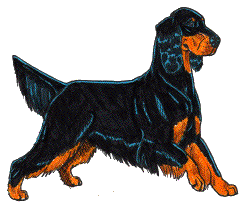 Setter hunde bilder