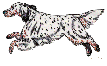 Setter hunde bilder