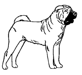 Shar pei hunde bilder