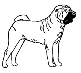 Shar pei hunde bilder