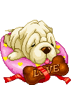 Shar pei hunde bilder