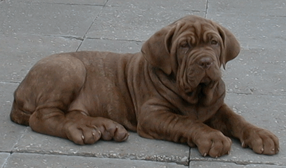 Shar pei