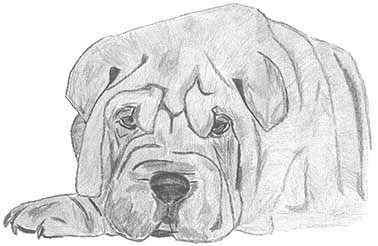 Shar pei hunde bilder