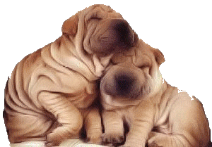 Shar pei