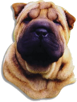 Shar pei