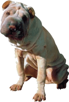 Shar pei