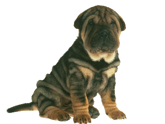 Shar pei