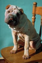 Shar pei hunde bilder