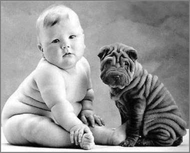 Shar pei hunde bilder