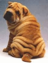 Shar pei hunde bilder