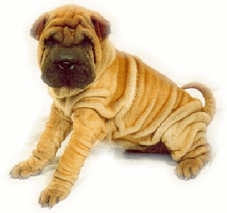 Shar pei