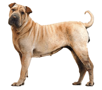 Shar pei hunde bilder