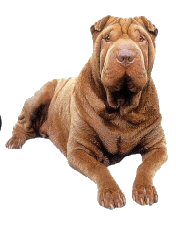 Shar pei hunde bilder