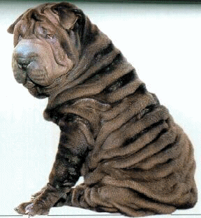 Shar pei