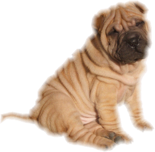 Shar pei hunde bilder