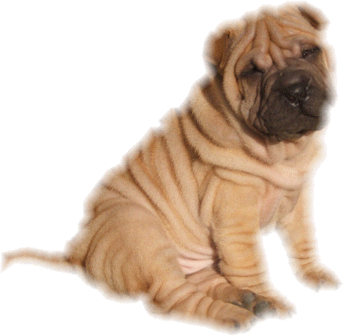 Shar pei