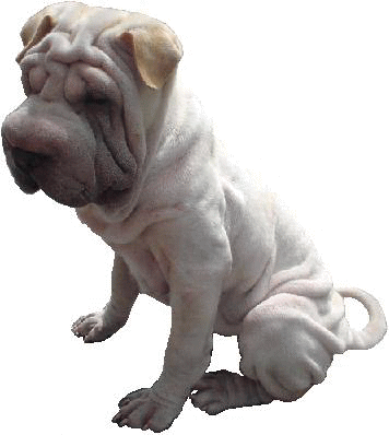 Shar pei hunde bilder