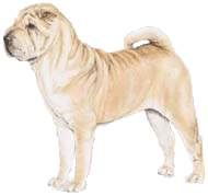 Shar pei hunde bilder