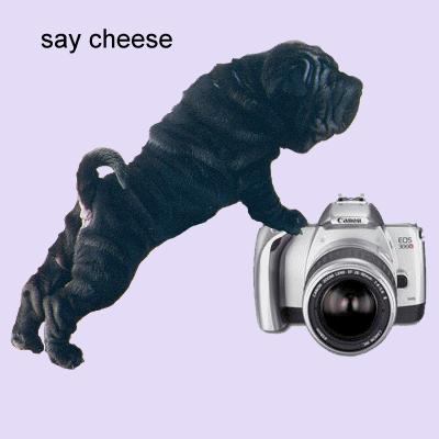 Shar pei hunde bilder