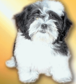 Shih tzu hunde bilder