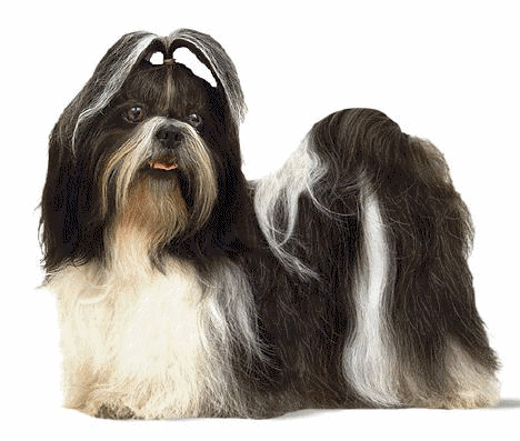 Shih tzu hunde bilder