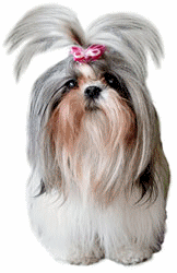 Shih tzu hunde bilder