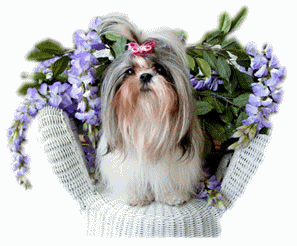 Shih tzu