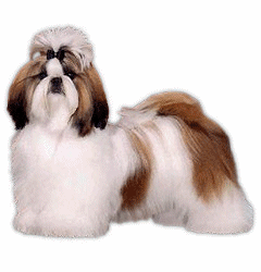 Shih tzu