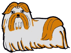 Shih tzu hunde bilder