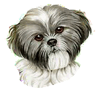 Shih tzu hunde bilder