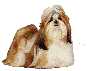 Shih tzu hunde bilder