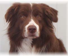 Sonstige hunde bilder