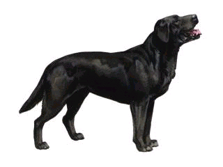 Sonstige hunde bilder