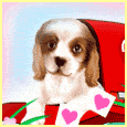 Sonstige hunde bilder