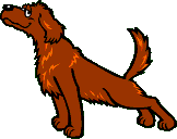 Sonstige hunde bilder
