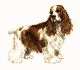 Spaniel hunde bilder