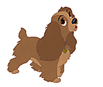 Spaniel hunde bilder