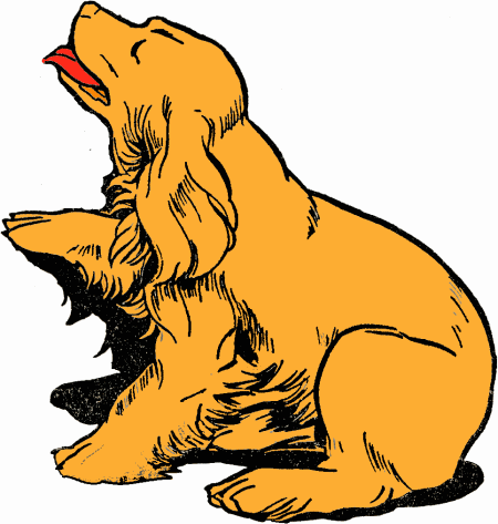 Spaniel