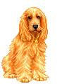 Spaniel hunde bilder