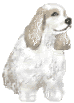 Spaniel hunde bilder