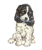 Spaniel