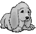 Spaniel hunde bilder