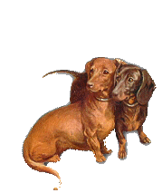 Teckel hunde bilder
