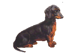 Teckel hunde bilder