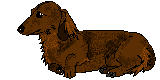 Teckel hunde bilder