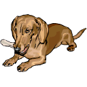 Teckel hunde bilder