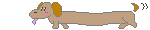 Teckel hunde bilder